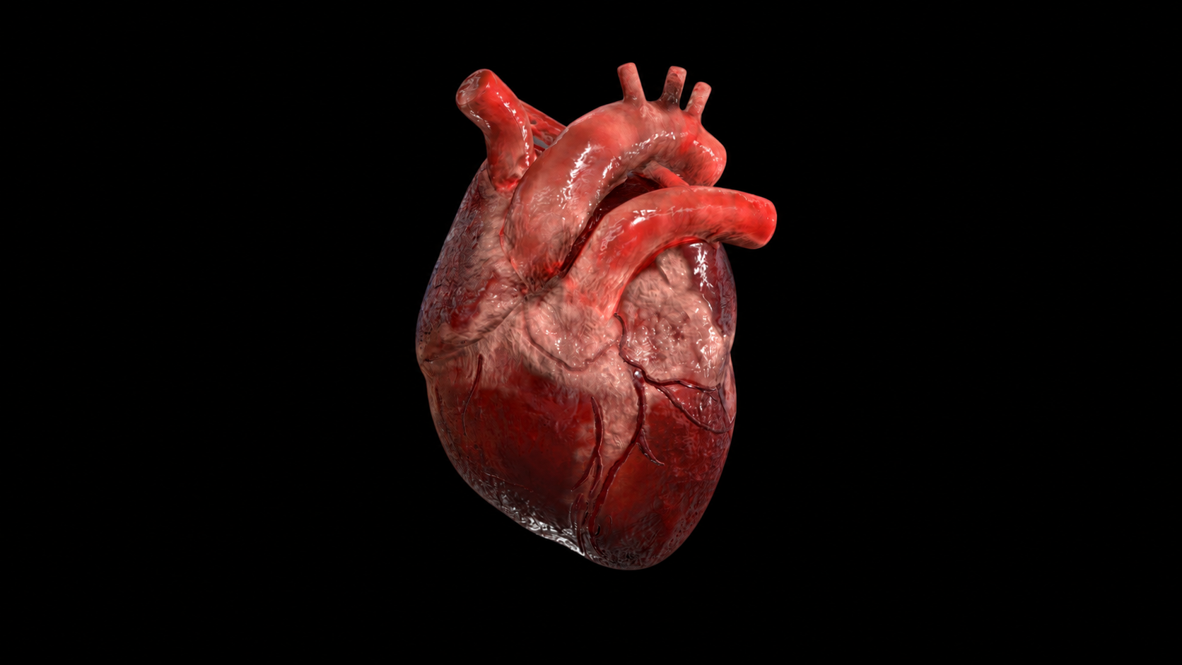 Realistic human heart