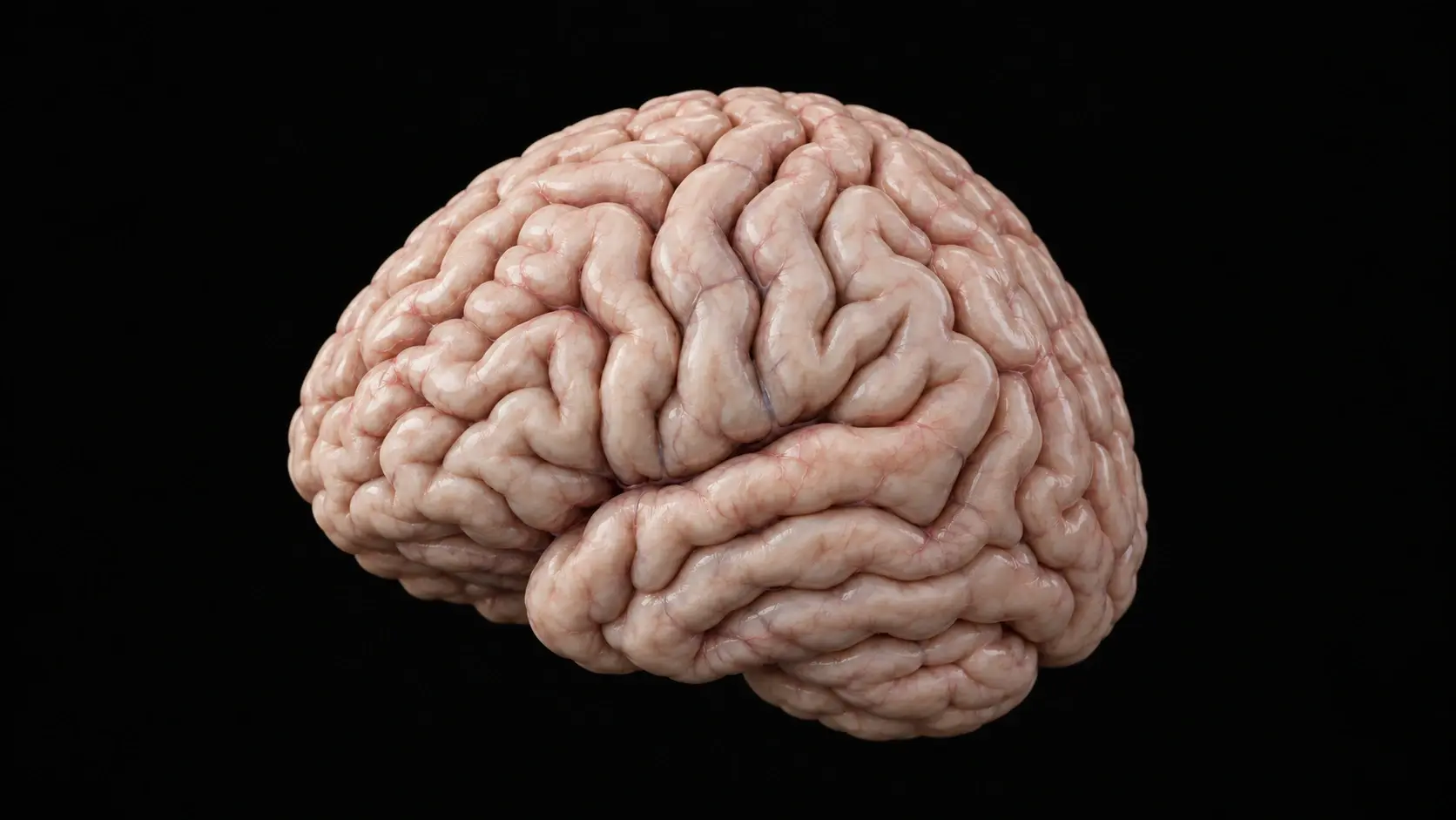 Illustration of the cerebral cortex with natural folds and fine surface vessels
